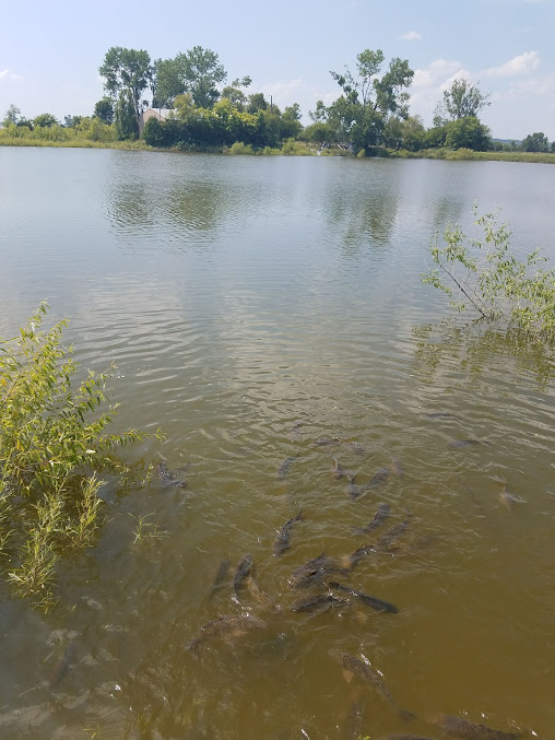Photo Catfish Lake At The Lodge - 14