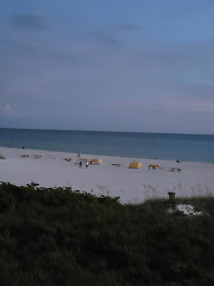 Photo Crabby Bills In St Pete Beach - 15