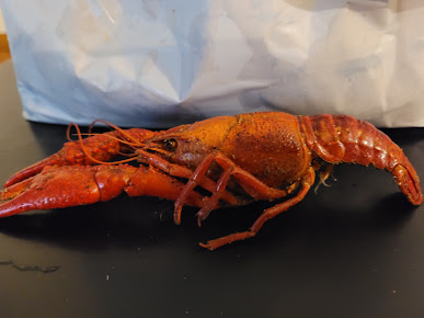 Photo Crawfish Time On Moss - 10