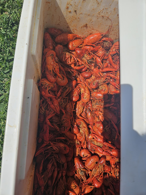 Photo Crawfish Time On Moss - 13