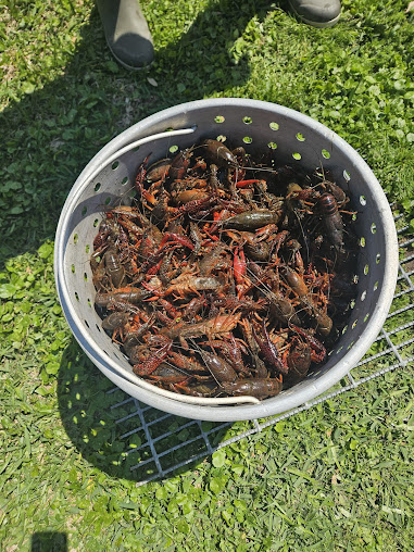 Photo Crawfish Time On Moss - 14