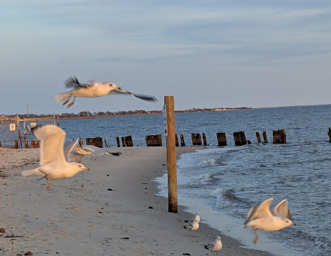 Photo Key West Islip Beach - 13