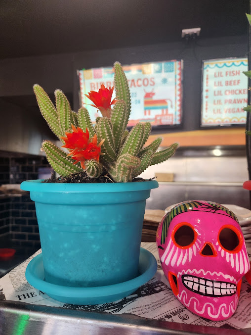 Photo Little Birria Matraville - 14
