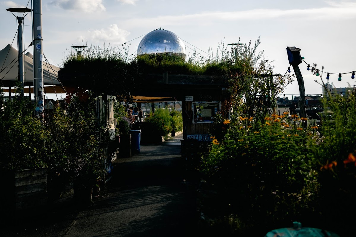 Klunkerkranich